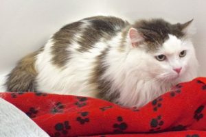 Picture of Lucky