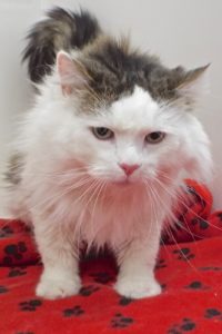 Picture of Lucky