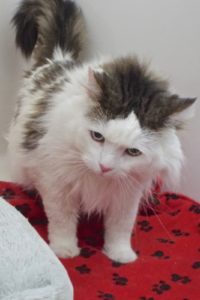 Picture of Lucky