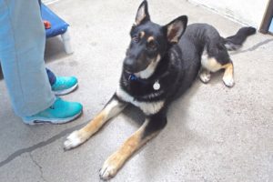Picture of Luna