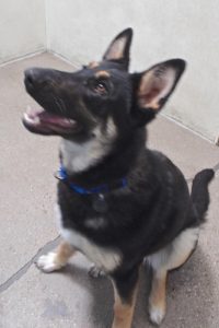 Picture of Luna