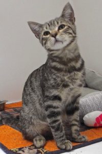 Picture of Lunar