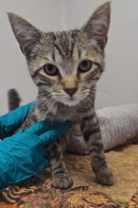 Picture of Lunar