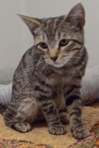Picture of Lunar