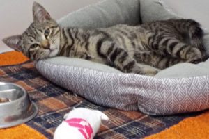Picture of Lunar