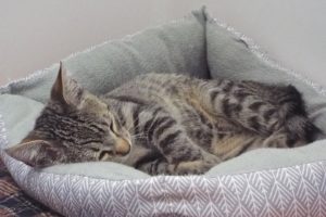 Picture of Lunar