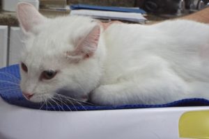 Picture of Marimba