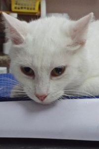 Picture of Marimba