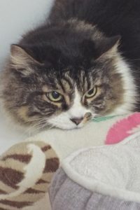 Picture of Petie (R.B)