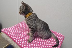 Picture of Peugeot