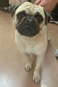 Picture of Poncho