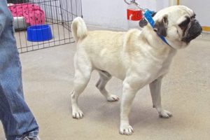 Picture of Poncho