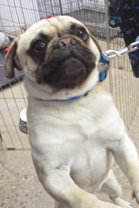 Picture of Poncho