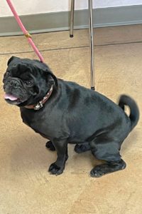 Picture of Pudgy