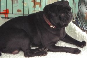 Picture of Pudgy