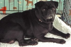 Picture of Pudgy
