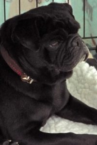 Picture of Pudgy