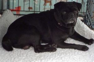 Picture of Pudgy