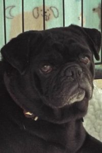 Picture of Pudgy