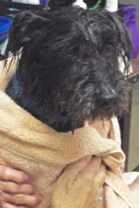 Picture of Scooter