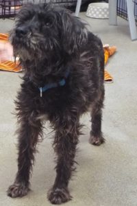 Picture of Scooter
