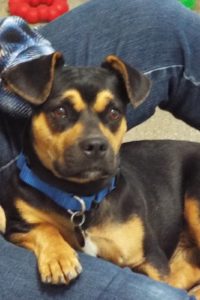 Picture of Scrappy