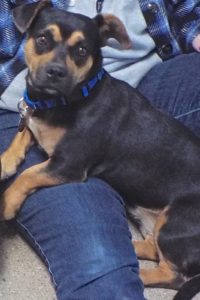 Picture of Scrappy