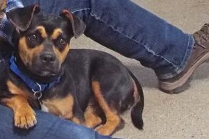 Picture of Scrappy