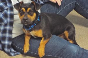 Picture of Scrappy