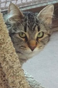 Picture of Serafina