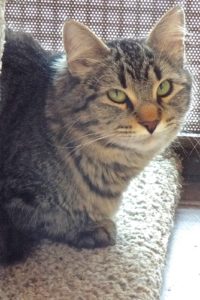 Picture of Serafina