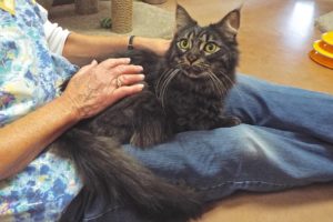 Picture of Silver See