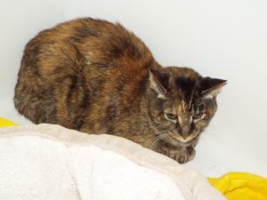 Picture of Sophie