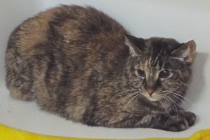 Picture of Sophie