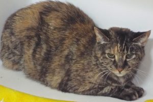 Picture of Sophie