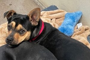 Picture of Squeaky