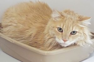 Picture of Teddy