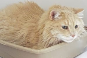 Picture of Teddy