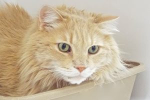 Picture of Teddy