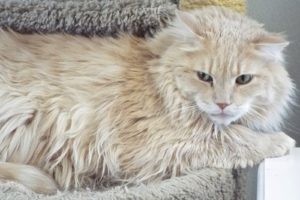 Picture of Teddy