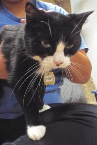 Picture of Toby