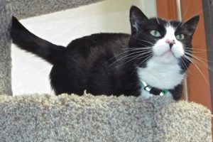 Picture of Toby
