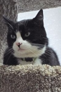 Picture of Toby