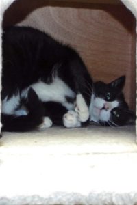 Picture of Toby