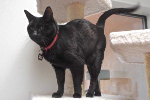 Picture of Whiskers