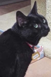 Picture of Whiskers