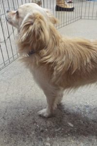 Picture of Wiley