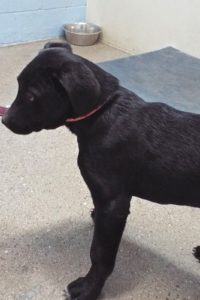 Picture of Ziva
