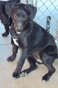 Picture of Ziva