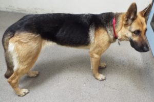 Picture of Zuni